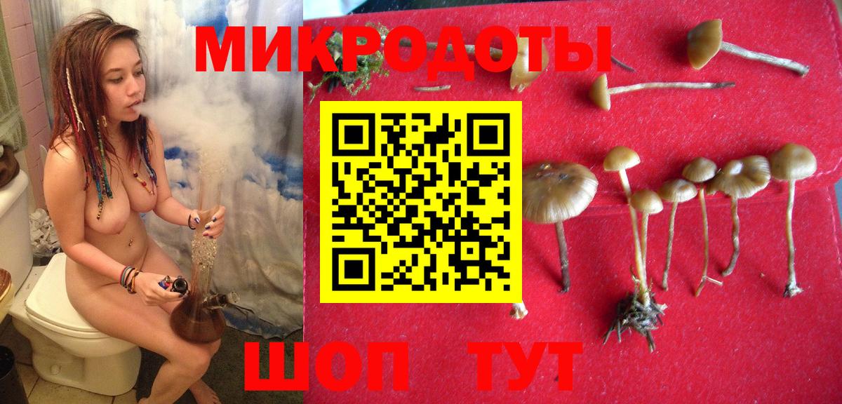 Майкоп  купить  сайты  Вход с VPN  Галлюциногенные грибы Psilocybe 